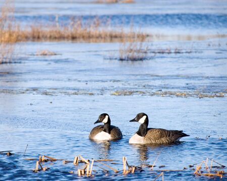 A pair of Canada geese swimming in a pond.の写真素材