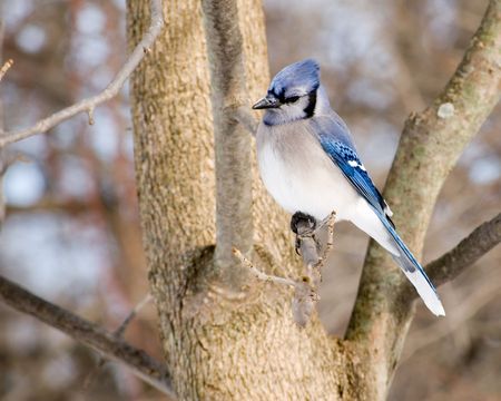 A blue jay perched on a tree branch.の写真素材