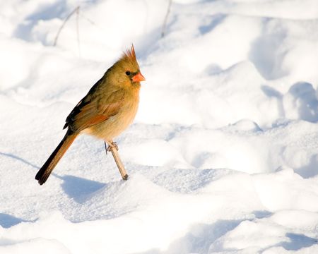 A female northern cardinal perched on a twig in snow.の写真素材