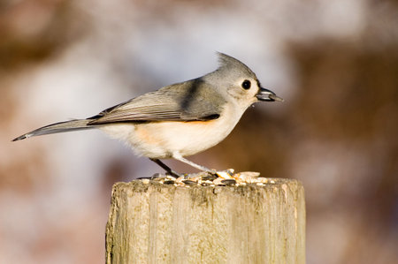 A tufted titmouse perched on a wooden post with bird seed.の写真素材