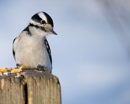 A male downy woodpecker perched on a wooden post.の写真素材