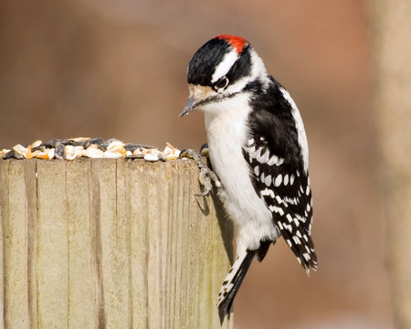 A male downy woodpecker perched on a wooden post with bird seed.の写真素材
