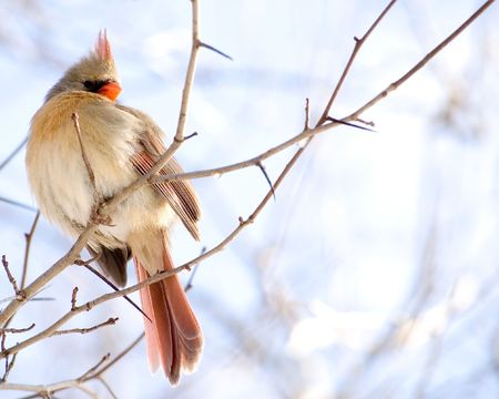A female northern cardinal perched on a tree branch.の写真素材