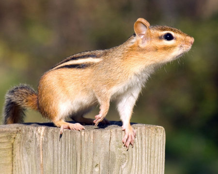 An eastern chipmunk looking around while perched on a wooden post.の写真素材