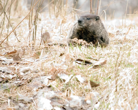 A woodchuck on a small hill in the early spring.の写真素材