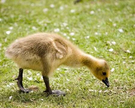 A new born Canada goose gosling looking for food on the grass.の写真素材