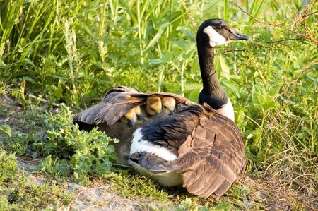 Four Canada goose goslings under the wing of their mother.の写真素材