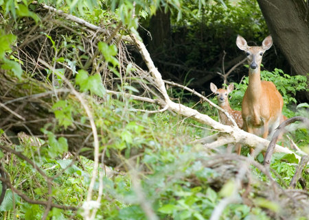 A whitetail deer doe with her fawn standing in the woods.の写真素材