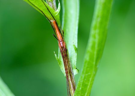 An elongate long-jawed orb weaver perched on a plant stem.の写真素材