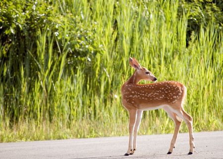 A whitetail deer fawn standing in the road.の写真素材