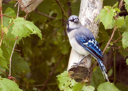 A blue jay perched on a tree branch.の写真素材