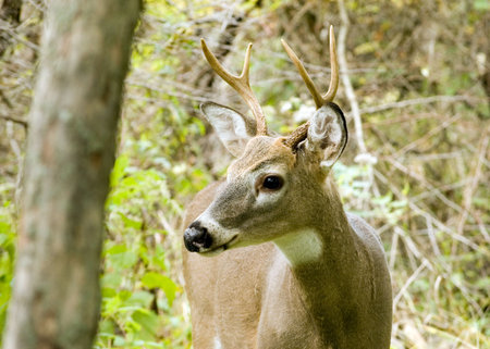 A whitetail deer buck in the woods.
