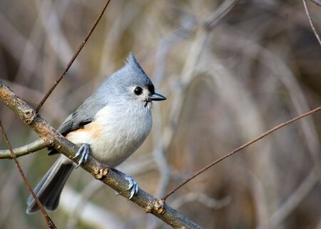 A tufted titmouse perched on a tree branch.の写真素材