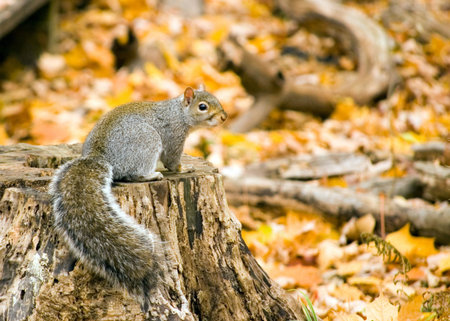 A grey squirrel perched on a tree stump among autumn leaves.