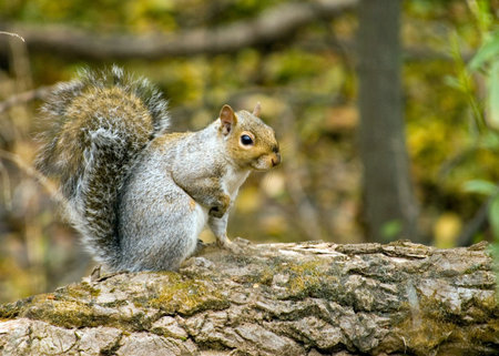 A grey squirrel perched on a post eating bird seed.の写真素材
