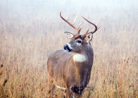 A whitetail deer buck in standing in a field with early morning fog.の写真素材