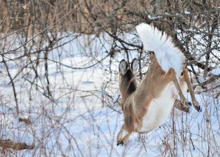 Whitetail deer doe running in the woods in the winter snow,の写真素材