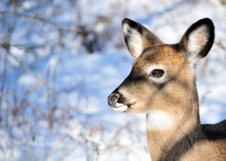 Whitetail deer doe standing in the woods in the early morning.の写真素材