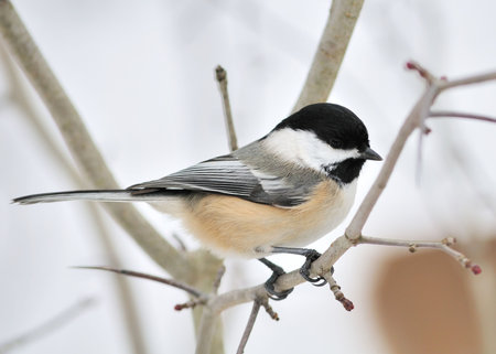 A black-capped chickadee perched on a tree branch.の写真素材