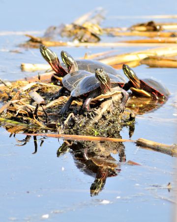 A group of four painted turtles perched on a log.の写真素材