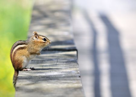 An eastern chipmunk perched on a wooden fence.の写真素材