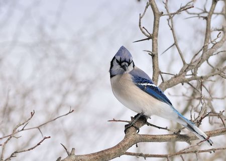 A blue jay perched on a tree branch.の写真素材