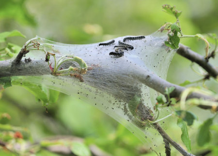 A group of tent caterpillars on top of a silk tent.の写真素材