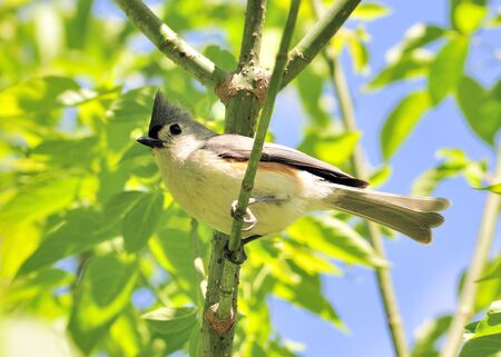 A tufted titmouse perched on a tree branch.の写真素材
