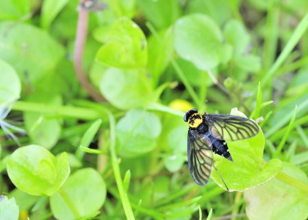 A golden backed snipe fly perched on a leaf.の写真素材