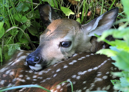 A newborn whitetail deer fawn curled up and hiding in the tall grass.の写真素材