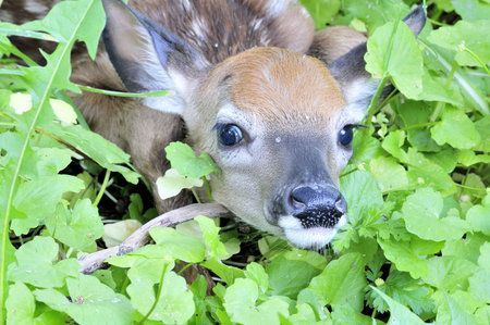 A newborn whitetail deer fawn hiding in the grass.の写真素材