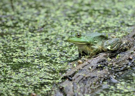 A bullfrog perched on a log in a marsh.の写真素材