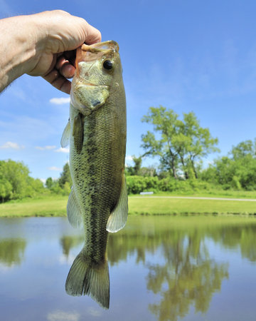 A largemouth freshwater bass caught on a small pond.の写真素材