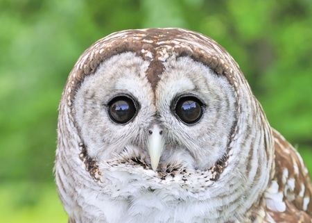 A close-up head shot of a barred owl.の写真素材