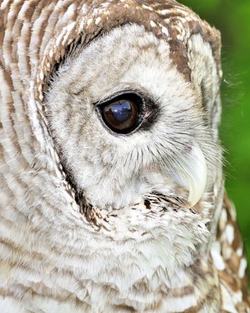 A close-up head shot of a barred owl.の写真素材