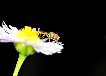 A hoverfly perched on top of a flower.の写真素材