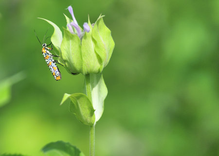 An Ailanthus Webworm Moth perched on a flower.