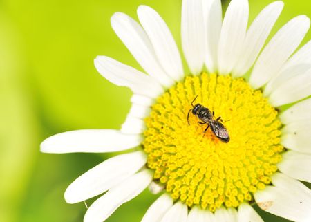 Small Carpenter Bee perched on a flower collecting pollen.の写真素材