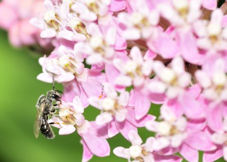 An Andrenid Bee perched on a pink flower collecting pollen.の写真素材