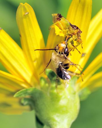 An Ambush Bug perched on a flower eating a bee.の写真素材