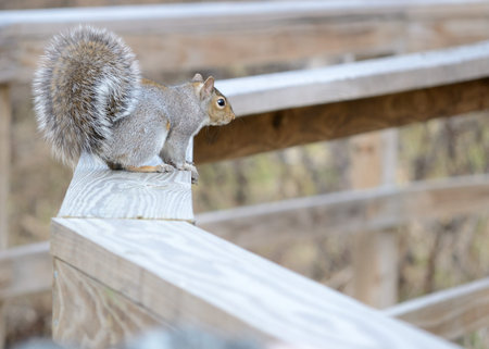A gray squirrel perched in a wooden fence.の写真素材