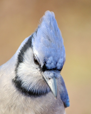 Blue Jayの写真素材
