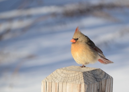Female Cardinalの写真素材
