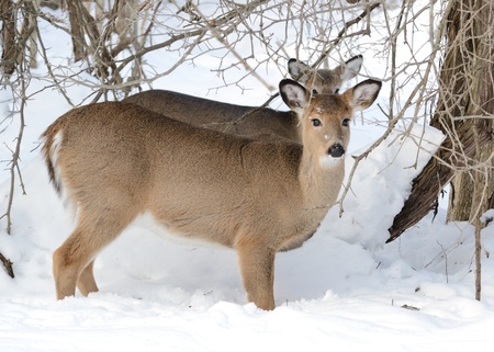 Whitetail Deer Doeの写真素材