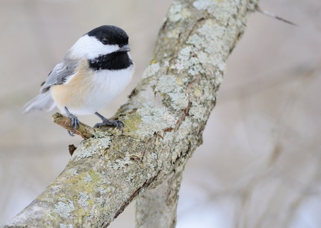 Black-capped Chickadeeの写真素材