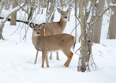 Whitetail Deer Doeの写真素材