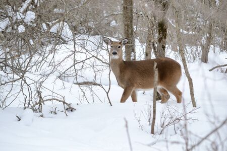 Whitetail Deer Doeの写真素材