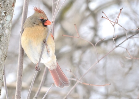 Female Cardinalの写真素材