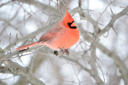 Northern Cardinalの写真素材