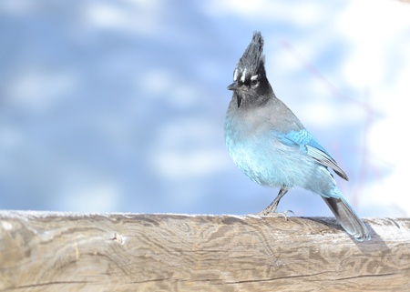 A steller's jay perched on a fence.の写真素材